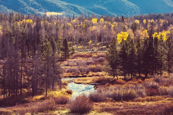 Scena foresta autunno — Foto Stock