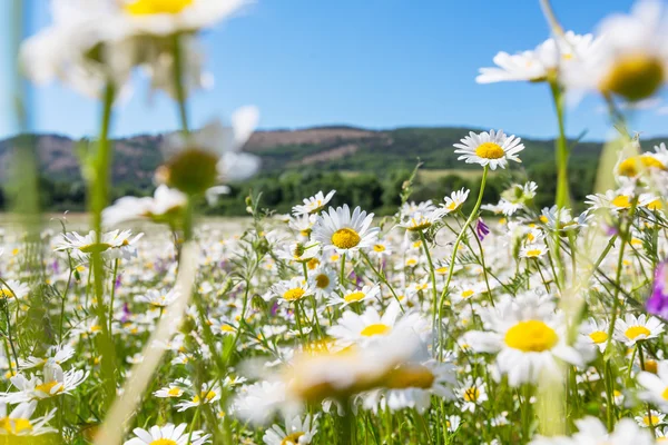 Chamomile flowers field — Stock Photo, Image