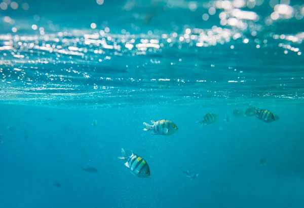 Pesce corallo nel Mar Rosso — Foto Stock