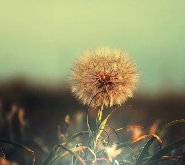 Dandelion blooming flower — Stock Photo, Image