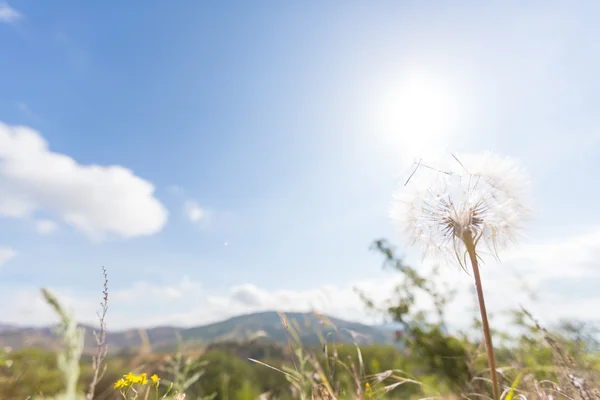 Mælkebøtte blomstrende blomst - Stock-foto