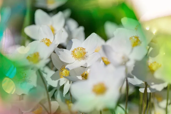 Wilde narcis bloemen — Stockfoto