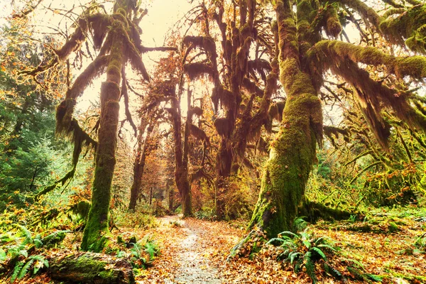 Foresta pluviale verde — Foto Stock