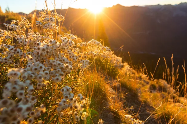 Fiori di prato rurale — Foto Stock