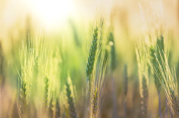 Summer Wheat field — Stock Photo, Image