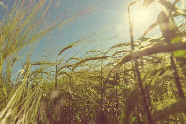 Летнее пшеничное поле — стоковое фото