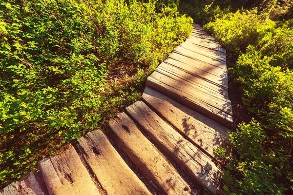 Wooden boardwalk in forest — Stock Photo, Image