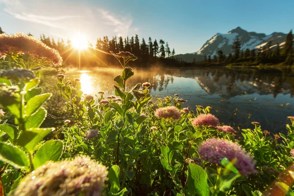 Vackra sjön med blommor — Stockfoto