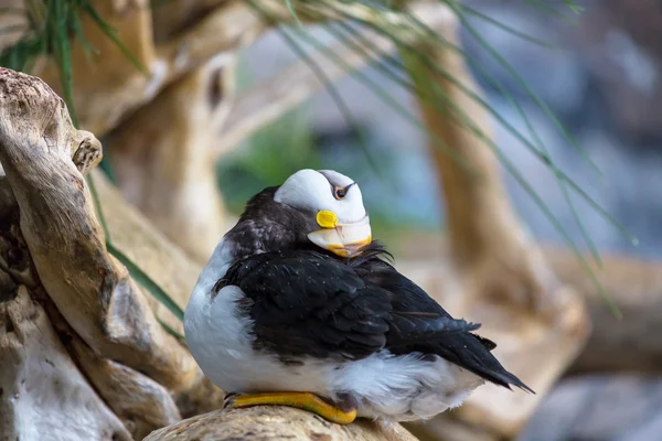 Niedlicher Papageitaucher — Stockfoto