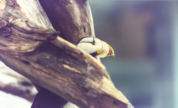 Mignon macareux oiseau — Photo