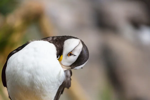 Mignon macareux oiseau — Photo