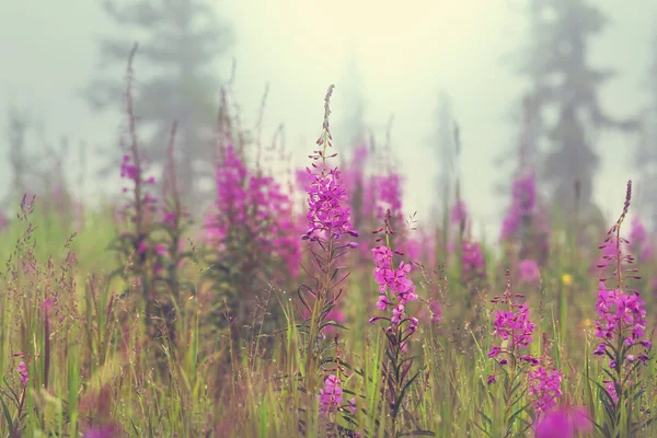 Fleurs violettes d'été — Photo