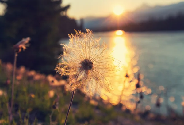 Arktiska bomull blommor — Stockfoto