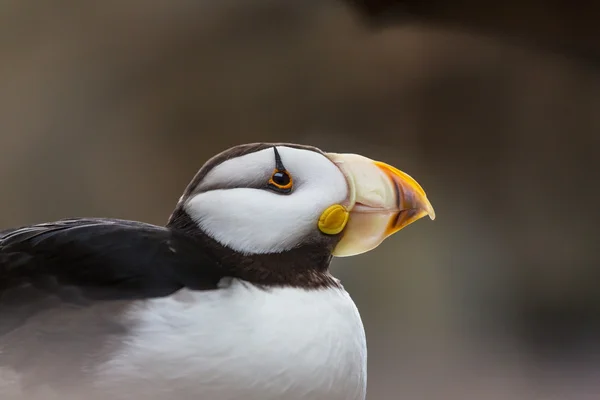 Söt Puffin fågel — Stockfoto