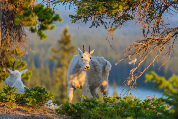 Capre di montagna selvatiche — Foto Stock