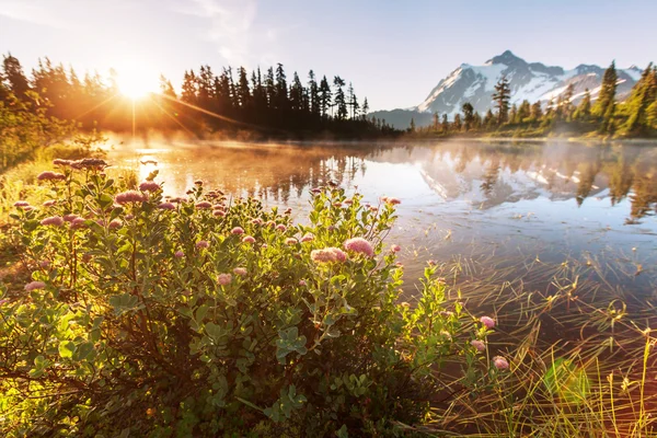 Beautiful lake with flowers — Stock Photo, Image