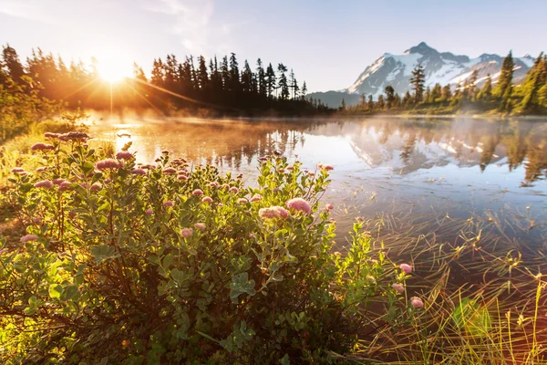 Hermoso lago con flores — Foto de Stock