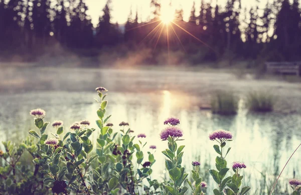 꽃과 함께 아름 다운 호수 — 스톡 사진