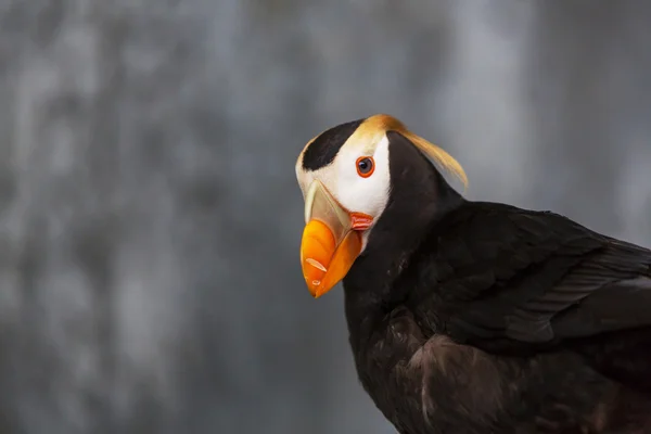 可爱的海鹦鸟 — 图库照片