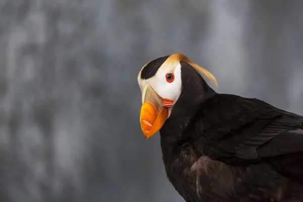 Bonito Puffin pássaro — Fotografia de Stock