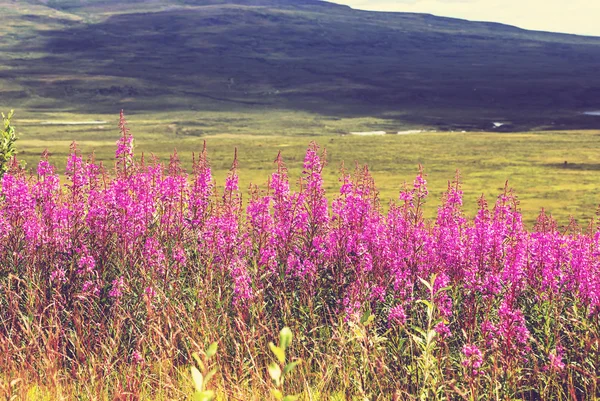 Lila Virág Meadow — Stock Fotó