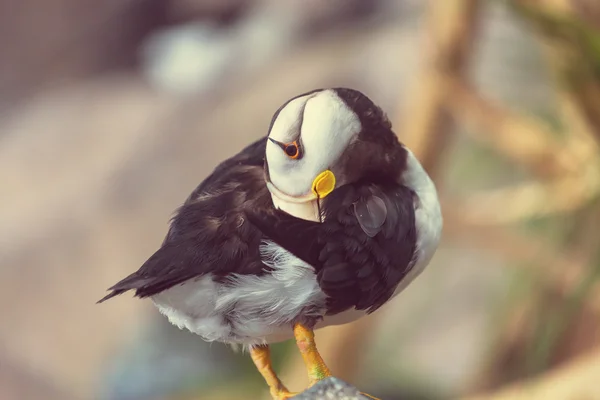 Söt Puffin fågel — Stockfoto