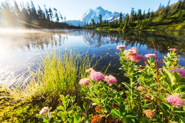Beau lac avec des fleurs — Photo