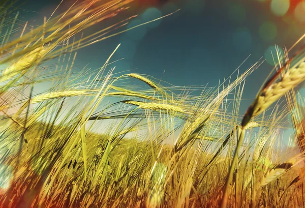 Ripe Wheat field — Stock Photo, Image