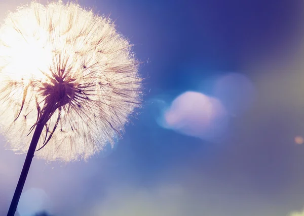 Diente de león con lugar para el texto — Foto de Stock