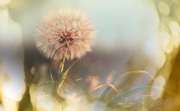 Dandelion with place for text — Stock Photo, Image