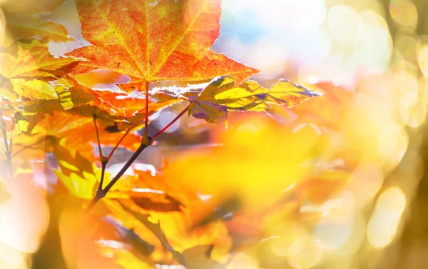 Kleurrijke bladeren achtergrond — Stockfoto