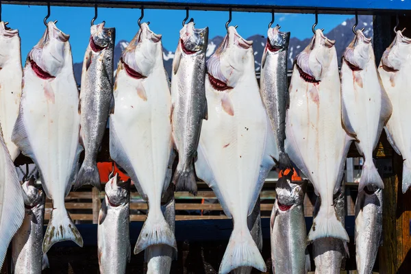 Färska fångade fiskar — Stockfoto