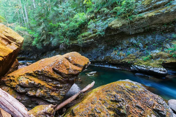 Cours d'eau rapide dans les bois — Photo