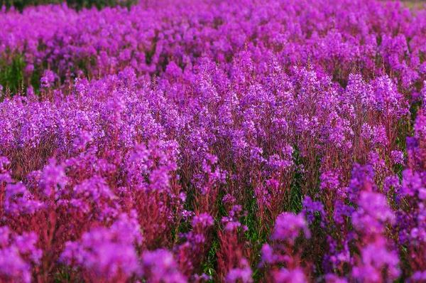 화려한 보라색 꽃 — 스톡 사진