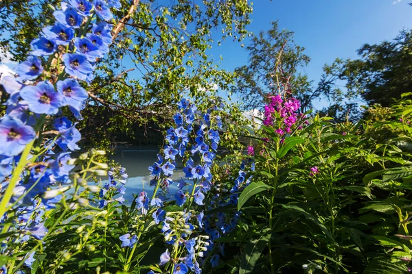 Flores coloridas prado — Fotografia de Stock