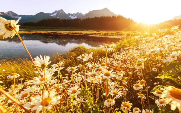 Weide op zonnige dag — Stockfoto