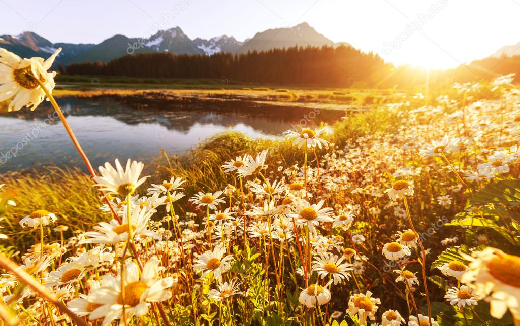 meadow at sunny day