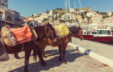 Atları Hydra Adası