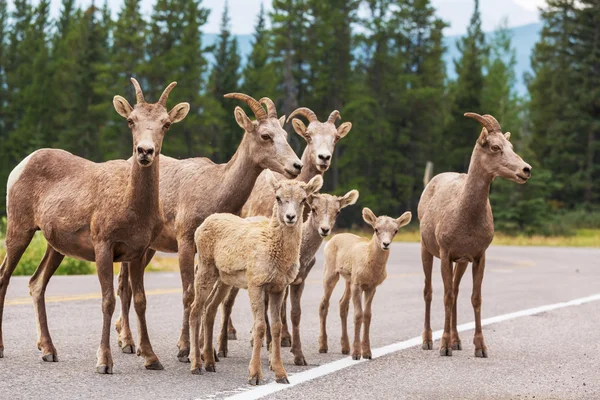 Rocky Mountain Big-Horned får — Stockfoto