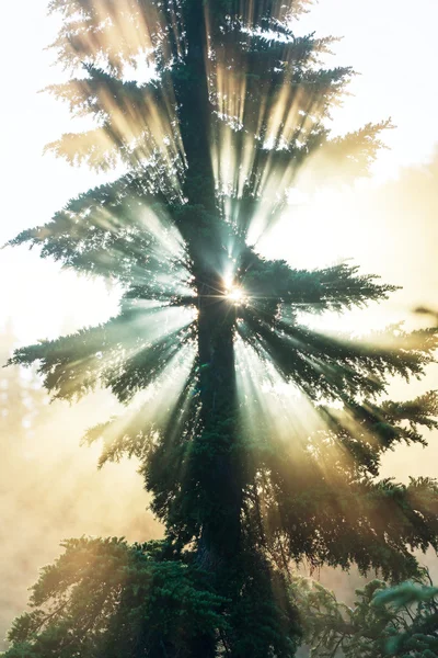 Morgon sommaren skog — Stockfoto