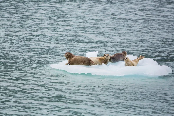 アラスカのゴマフアザラシ — ストック写真
