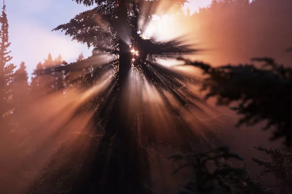 Sabah yaz orman — Stok fotoğraf
