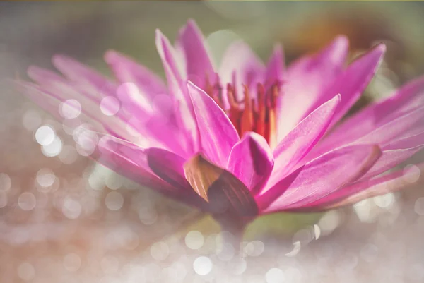 Krásné fialové lotus — Stock fotografie