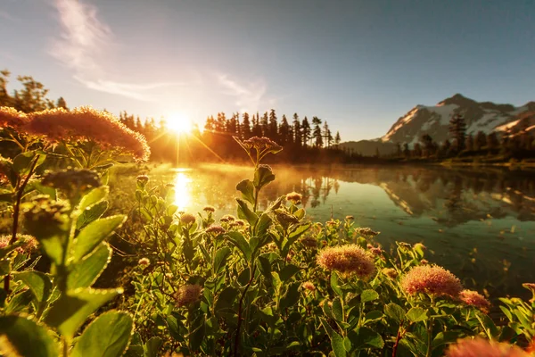 Beau lac avec des fleurs — Photo