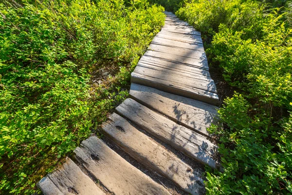 フォレスト内の木製の遊歩道 — ストック写真