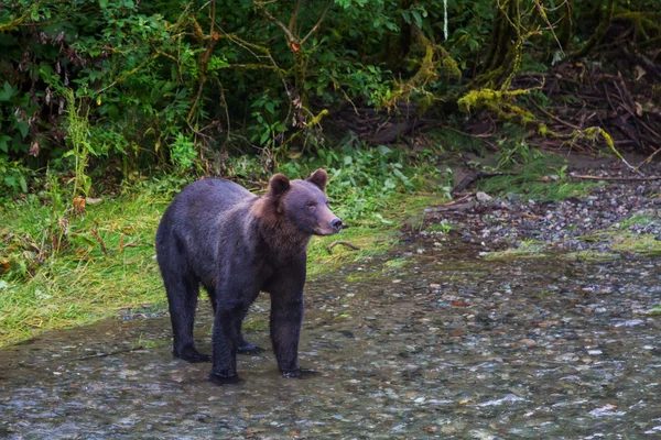 Niedlicher Schwarzbär — Stockfoto