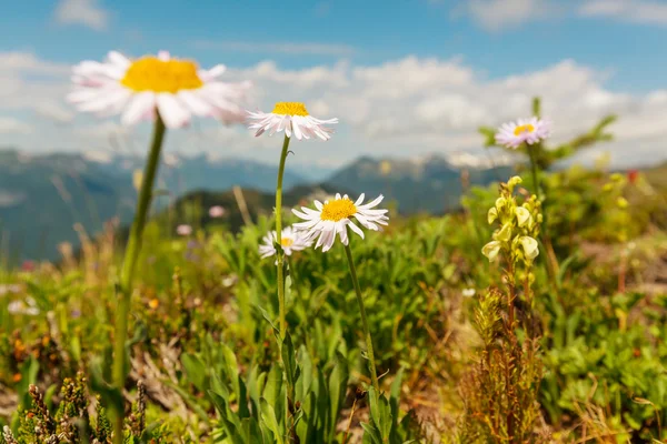 Çiçek papatya çiçeği — Stok fotoğraf