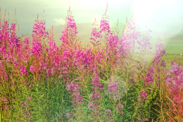 Rét, lila virágok — Stock Fotó