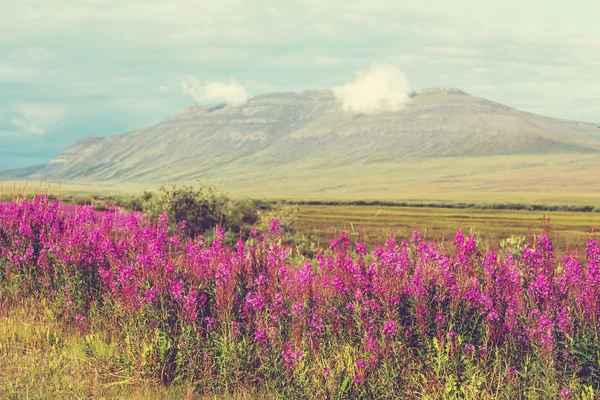 Łąka fioletowe kwiaty — Zdjęcie stockowe