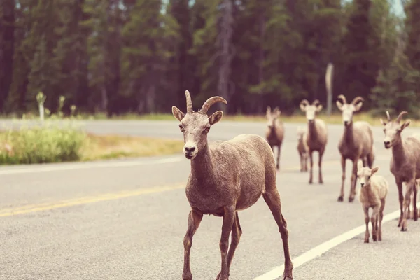 Rocky Mountain Big-Horned får — Stockfoto